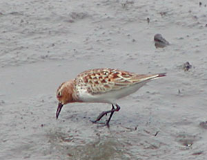 �ĉH�͂��킢���Ȃ�