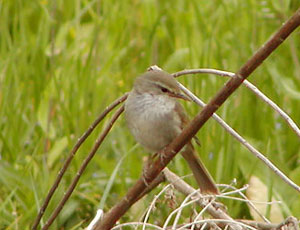 ���Ԃ�E�O�C�X