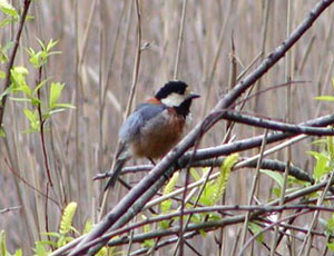 ���}�K��