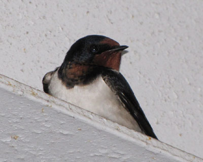 �S���Q�V���A�ԌɂłP�������q