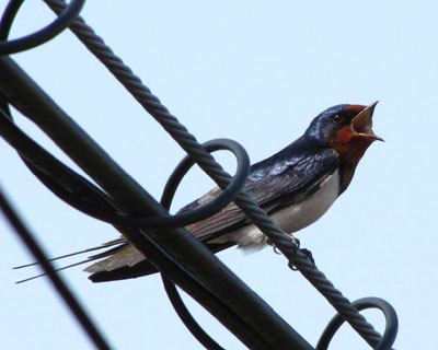 ���N�̓c�o���������Ȃ�