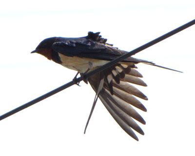 �ǂ����ɑ��ł�����̂���