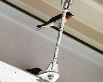 �Ǝv������A��l�A��ŗ���