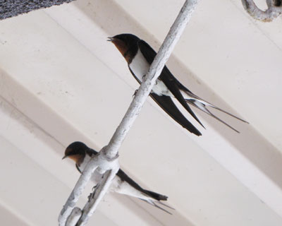 �c��ڂɐ������n�߂��T���R��