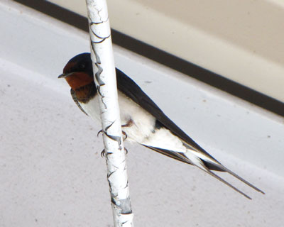 �����͑ҍ����炵��