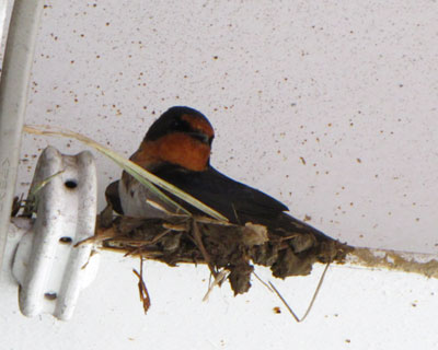 �����������������ނƂ��Ƃ������ւ�