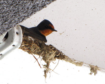 �T���T���͉J������