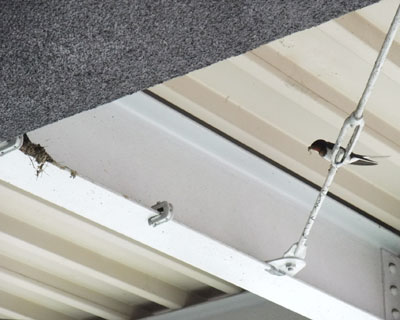 �ǂ������C���o�Ȃ�