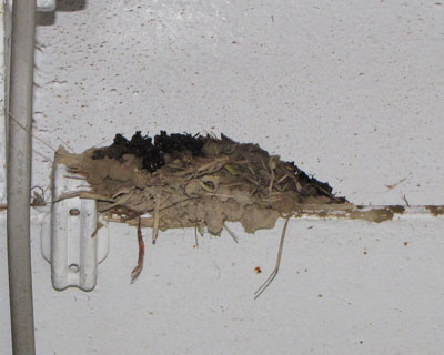 ���ɉJ�S����