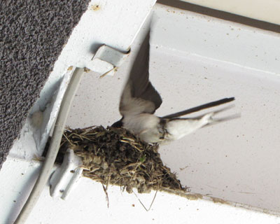 ���C�ɓ���