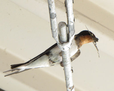 ���傤�͖Z����