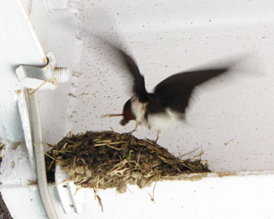 �������͔�ׂȂ��̂��H