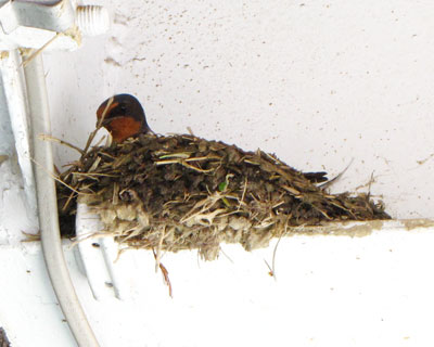 �����������C�A�E�g���l����炵��