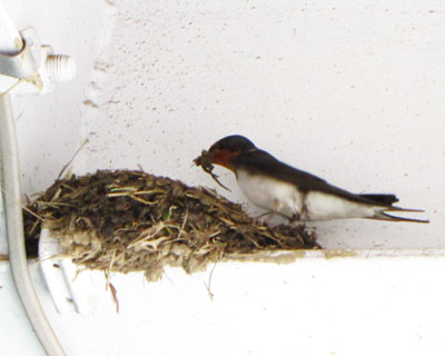 ������Ƃ������^�ׂȂ�����