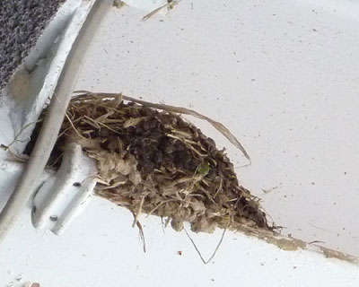 �{���̐���