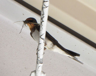 �T���P�O�����A���傤������