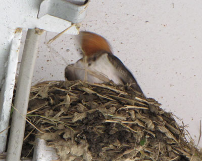 �����̂��������ނƃ������΂���������