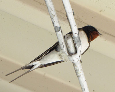 �P�P���A�΂��͂قƂ�Ǒ��ɓ���Ȃ�