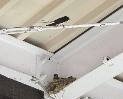 �c�o�q����Ƃ��I���Ĕ�ї��ƁA��������ɂ��Ă���