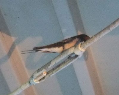 �ߌ�U�����A��l�������Ȃ��Ǝv������