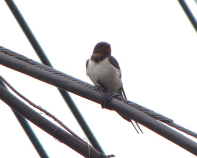 �ׂ̉Ƃ̓d���ŉH�U���Ȃǂ���