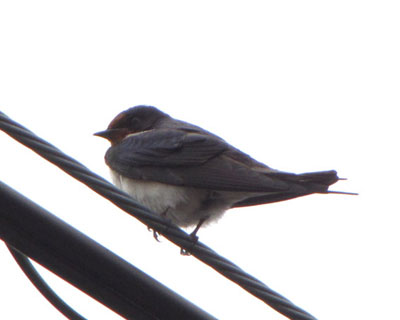 ���̂��̎��Ԃ��Ԃ�