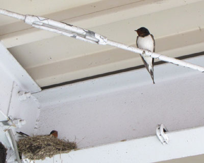 ���傤����Ƃ̓c�o�q�����