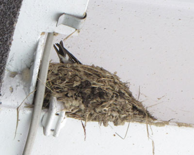 �P�R���A�c�o�q�̓����H��