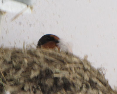 �u���܂��������A�H�т����킦�Ă���