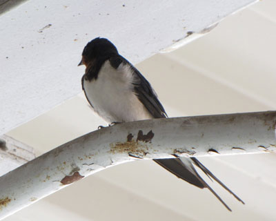 �΂��͌������