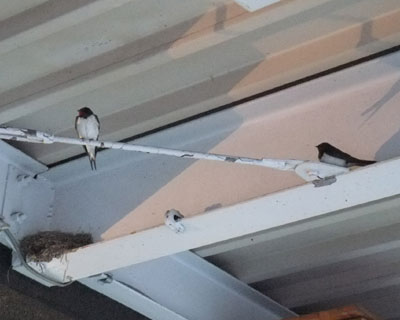 �ߌ�U�����A�����ŐQ��̂��ȁH