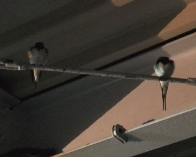 �V���߂��A�񂪏����Ă���