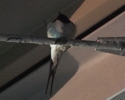 �N�����Ă��܂�