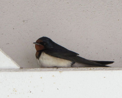 �����ɖ߂��Ă���