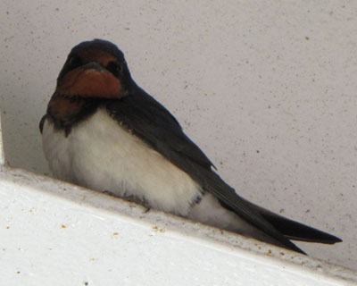 �J�����ڐ�