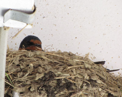 �Ƃ��ǂ��A���đ��ɓ���c�o�q