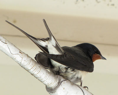 �t���]���΂�