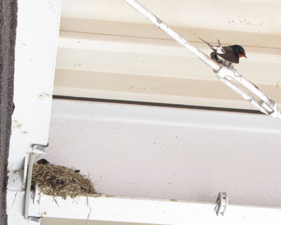 �������V���ۂ�