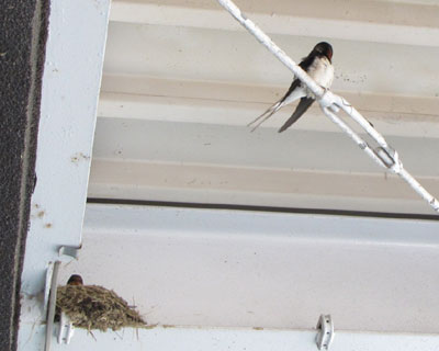 �C�ɂ��Ȃ��ǂ��납