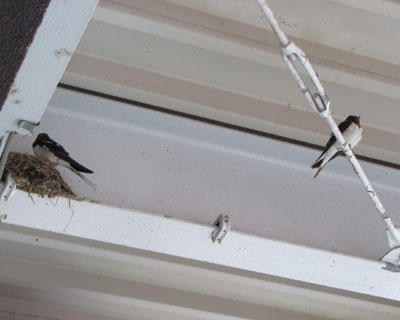 �[���A�������΂������ɂ���