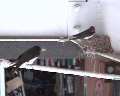 �P�X�����A�Ȃɂ��b��������