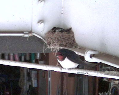 �V���b�^�[���J�����͋C�ɂ��Ȃ�