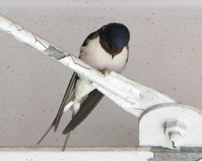 �l�����������肩