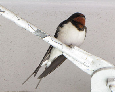 ��������ɂȂ�񂾂��炪��΂�Ȃ���