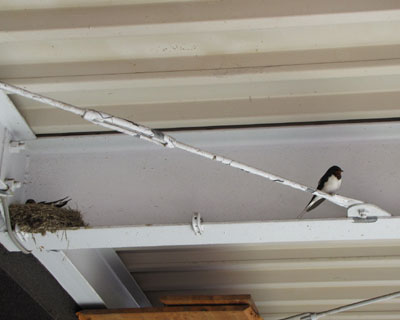 ��납��ɂ�ރc�o�q