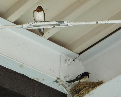 ��������ق����H�c�o�q