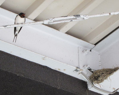 �P�U���͂��܂葃�ɂ��Ȃ�����