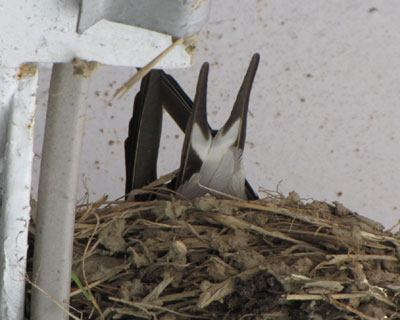 ��x�A���ނ̂ӂ�ӂ�������Ă����̂�ڌ�