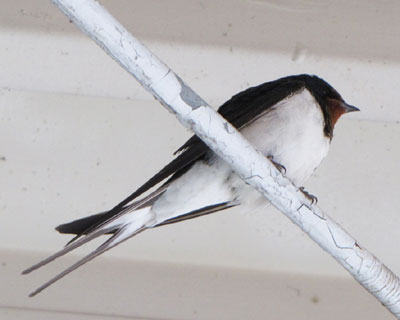 ���̂��͕����ł͂Ȃ������̂���