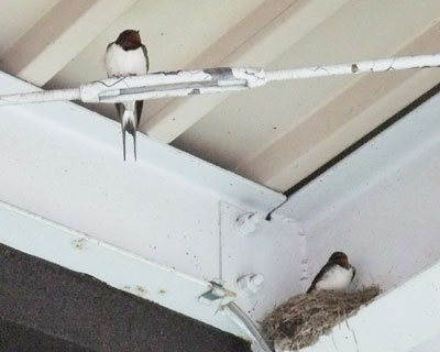 �P�V���A���͑�J�ŁA���傤���s�݂���